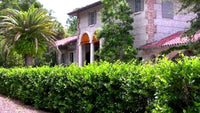 Wax Leaf Privet Shrubs Trimmed into a Hedge
