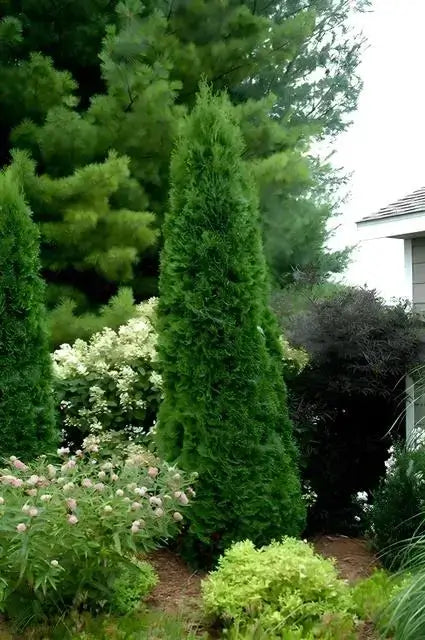 American arborvitae evergreen tree