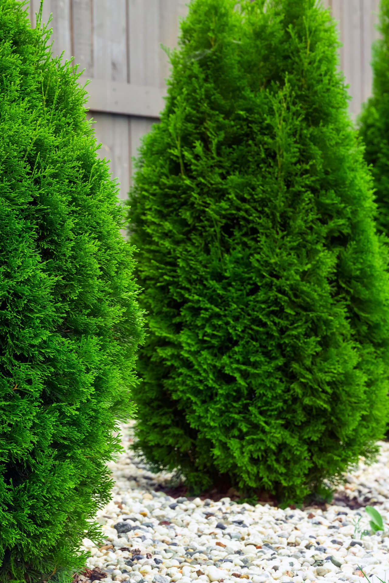 thuja occidentalis