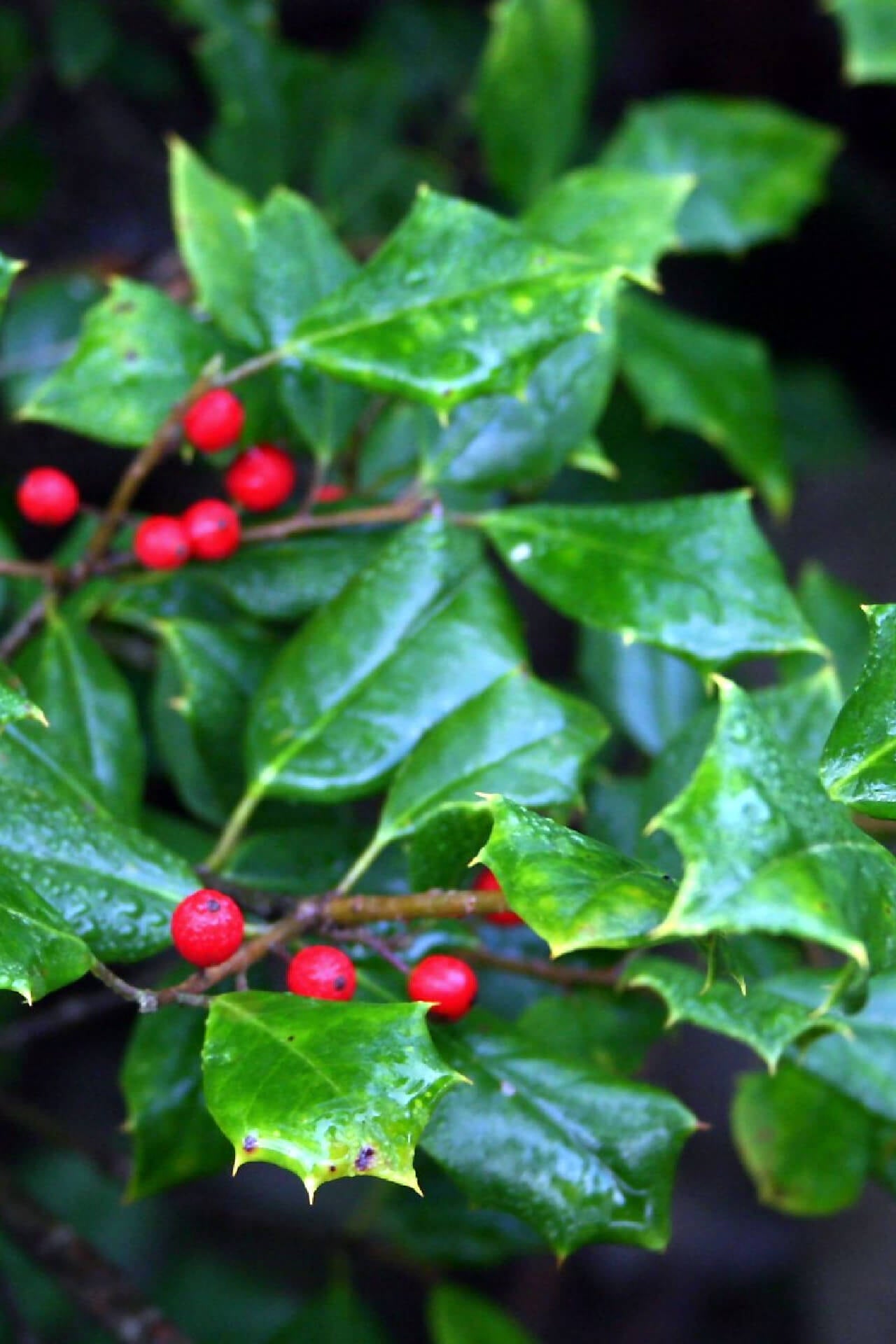 ilex opaca plant