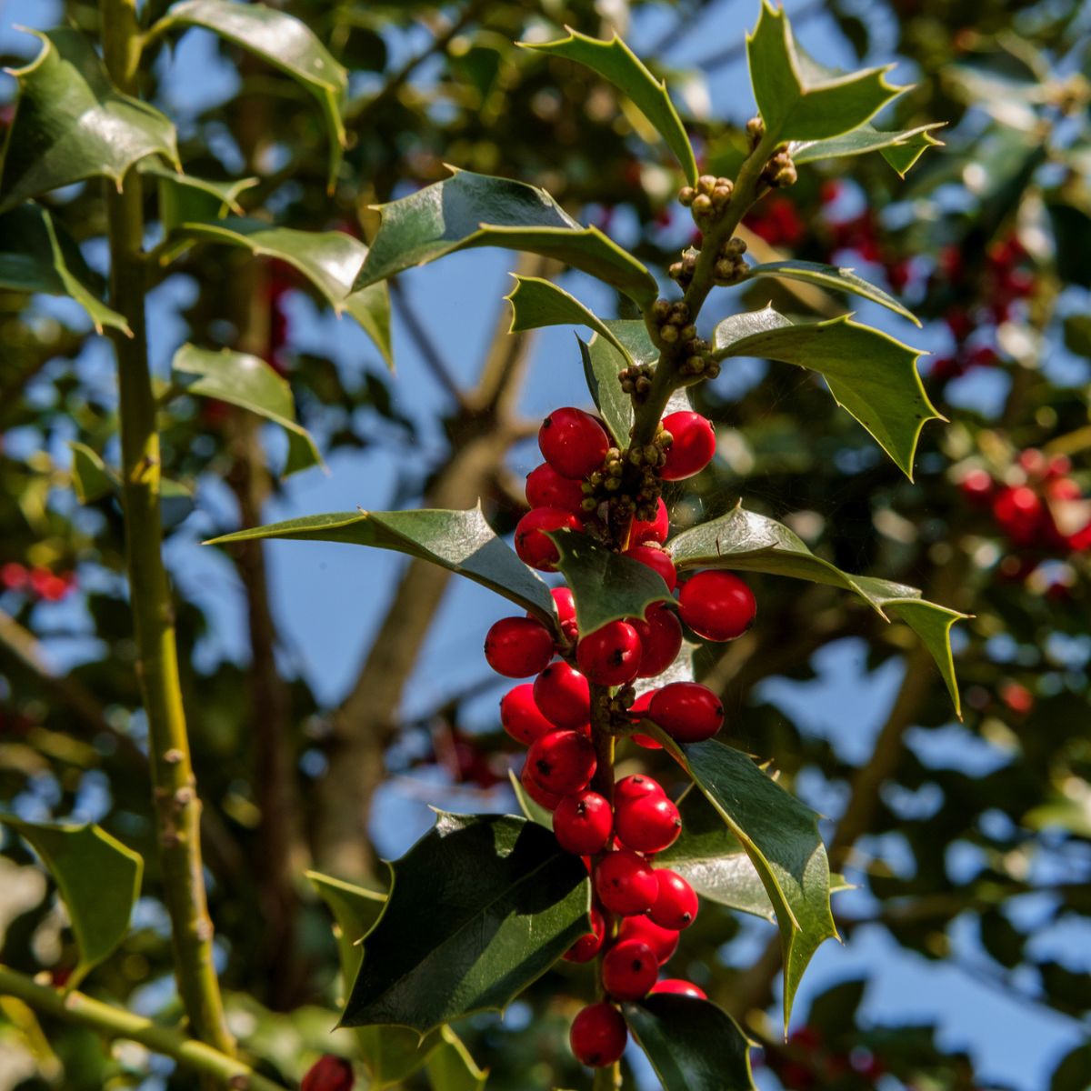 American holly plant