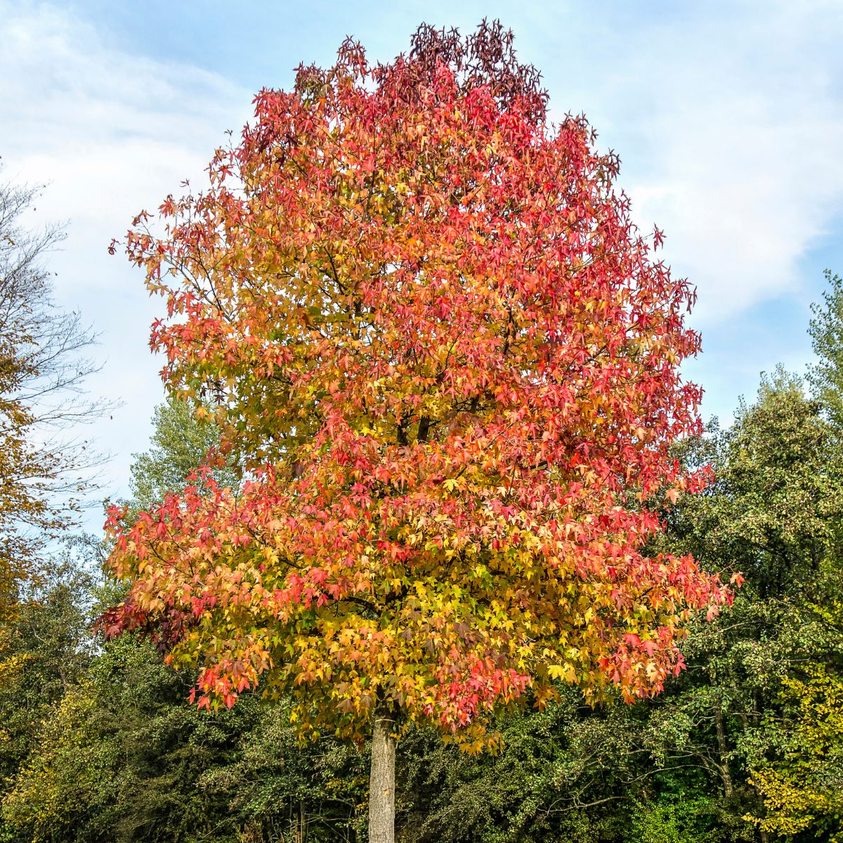 Sweet Gum tree with stunning yellow and red foliage