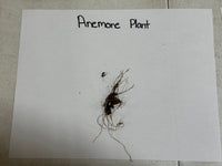 Anemone plant with roots on a white sheet of paper