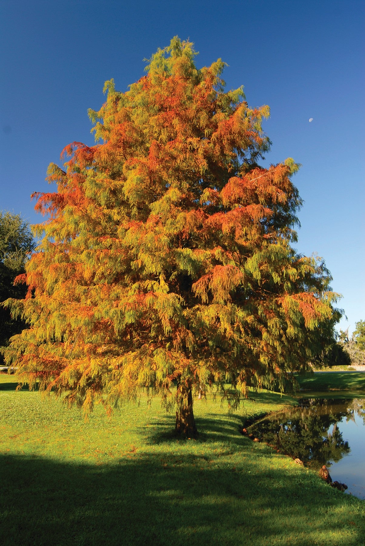 Tree with autumn foliage by a pond on a clear day