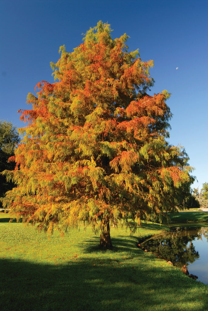 Tree with autumn foliage by a pond on a clear day