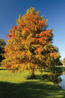 Tree with autumn foliage by a pond on a clear day