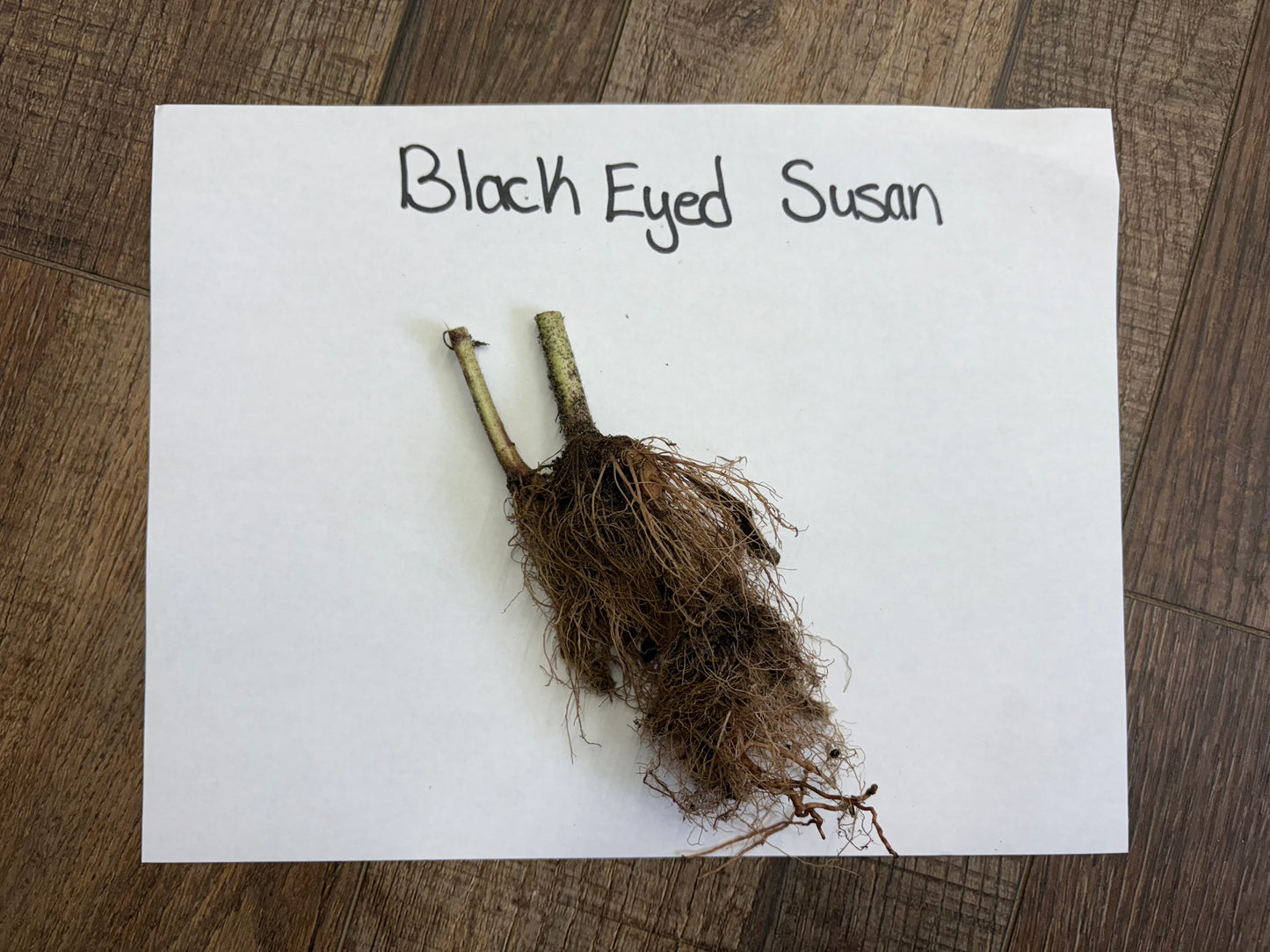 Roots of a Black Eyed Susan plant on a white paper with 'Black Eyed Susan' text, placed on a wooden surface.