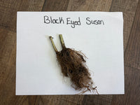 Roots of a Black Eyed Susan plant on a white paper with 'Black Eyed Susan' text, placed on a wooden surface.