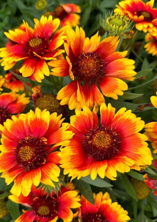Flower blankets online