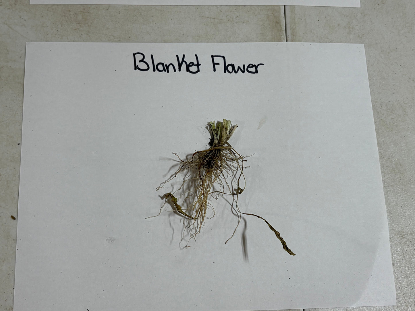 Blanket Flower sample on a white paper with text label