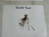 Blanket Flower sample on a white paper with text label