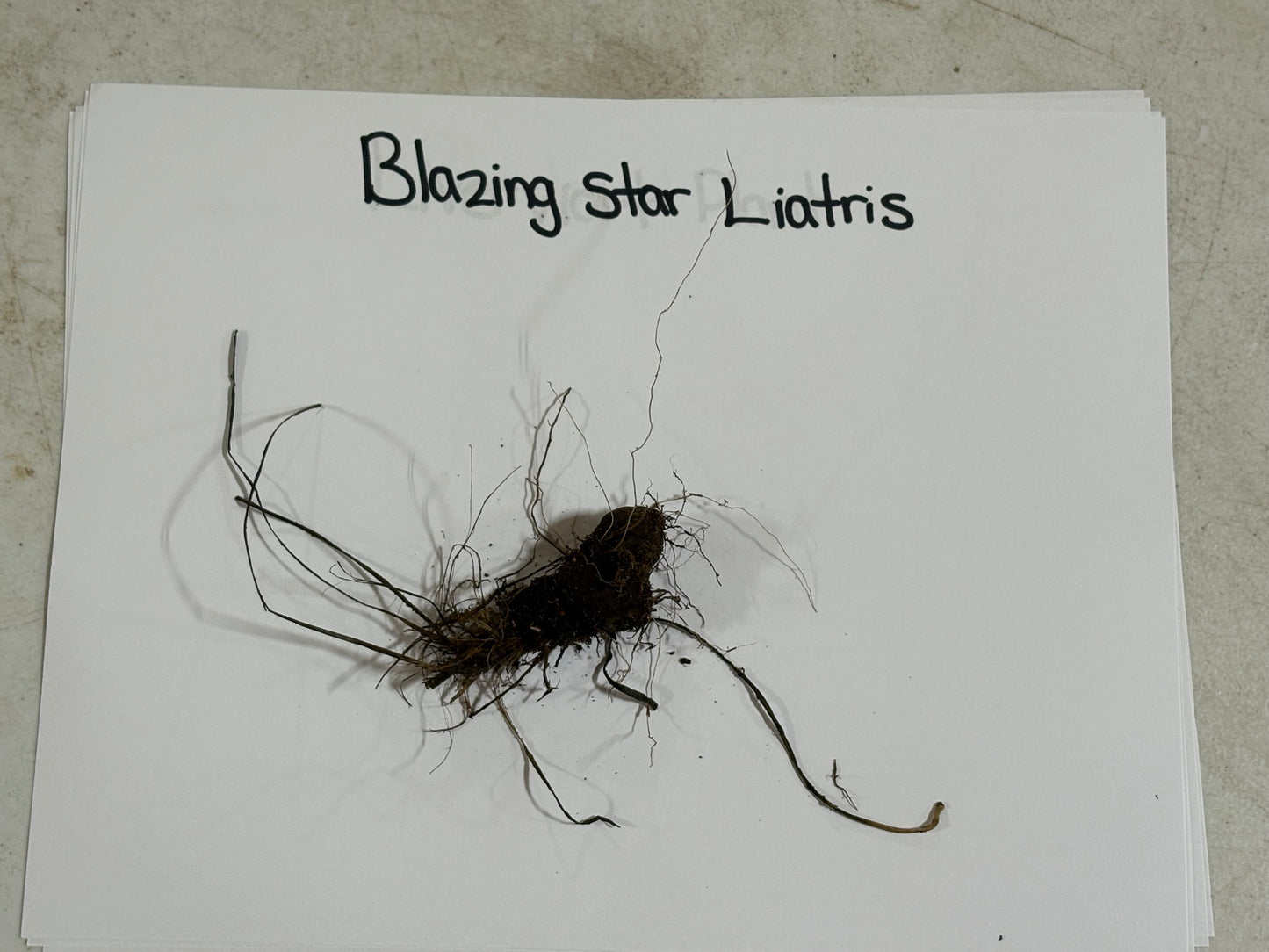 Blazing star plant specimen on a white paper with 'Blazing Star Liatris' text.