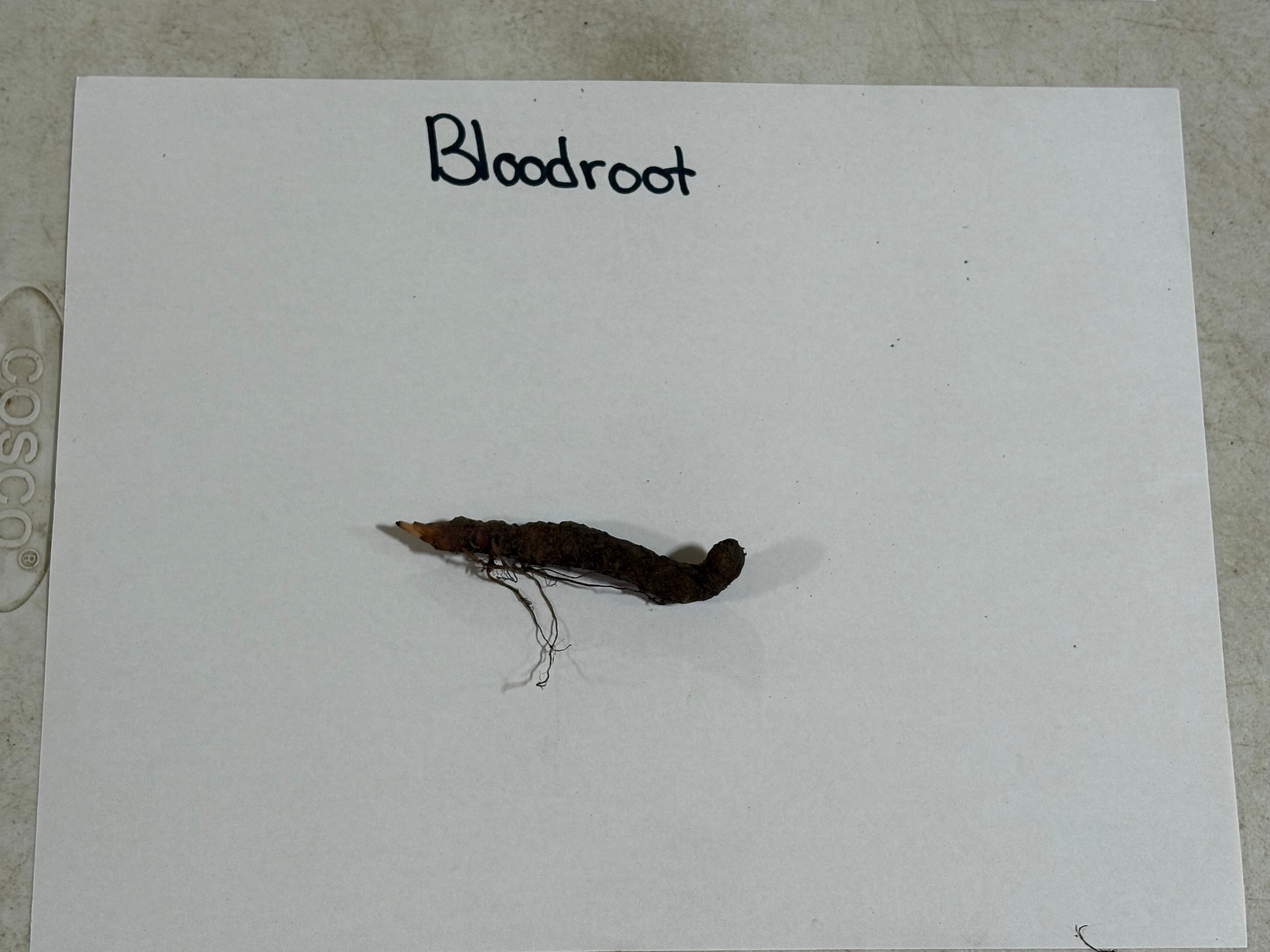 Bloodroot plant specimen on a white card with 'Bloodroot' text, on a gray surface.