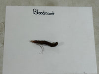 Bloodroot plant specimen on a white card with 'Bloodroot' text, on a gray surface.