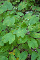 Blue Cohosh with green foliage and blue berries