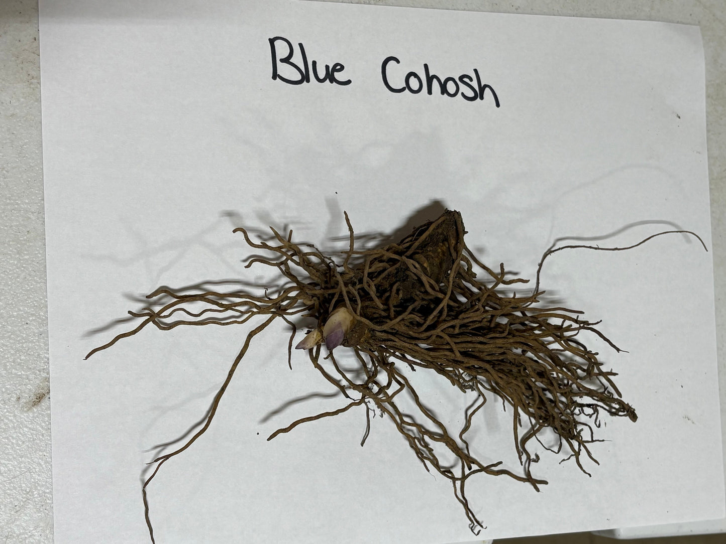 Root of Blue Cohosh on a white paper