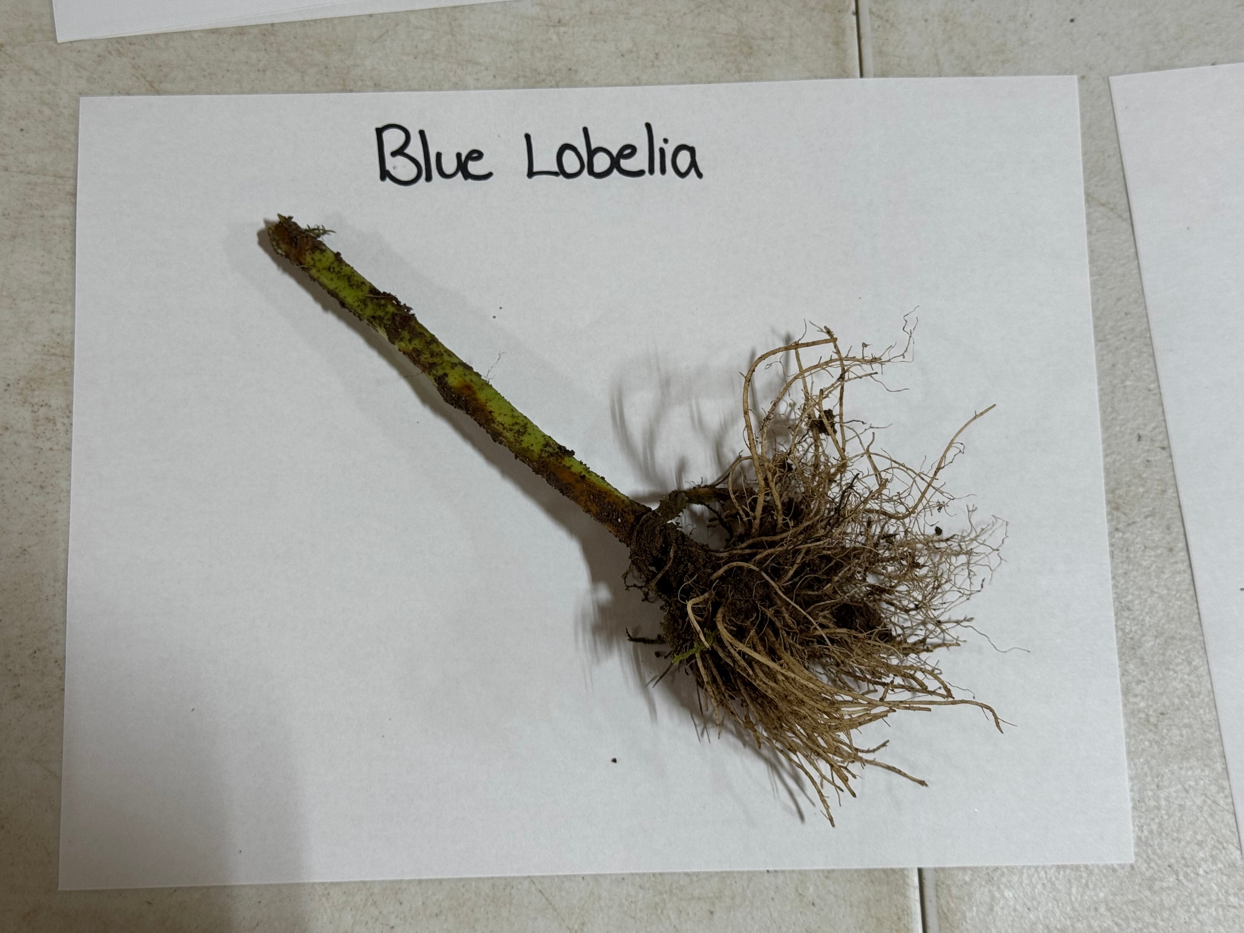 Blue Lobelia plant stem with roots on a white paper background