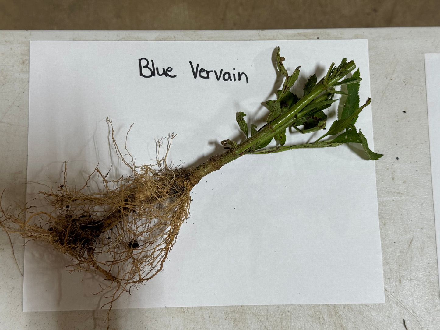 Blue vervain plant with roots on a white paper label