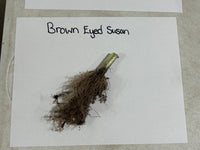 Brown Eyed Susan plant cuticle on a white card with text