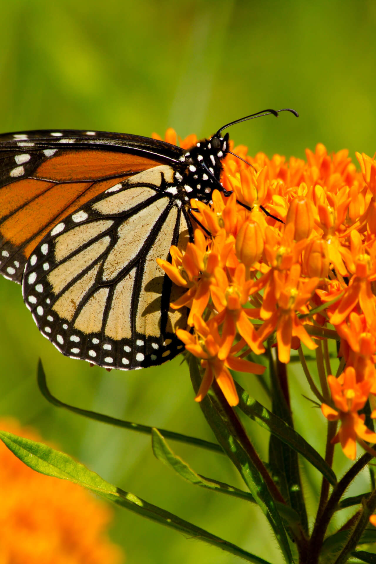 A close-up image of a butterfly weed plant with deep orange blooms, with a butterfly feeding on the nectar.