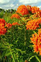 Butterfly Milkweed blooming with bright orange flowers