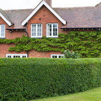 A well-maintained California Privet hedge in front of a red brick house with green leaves and white flowers.