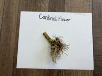 Cardinal flower root on a piece of paper with 'Cardinal Flower' text on a wooden surface