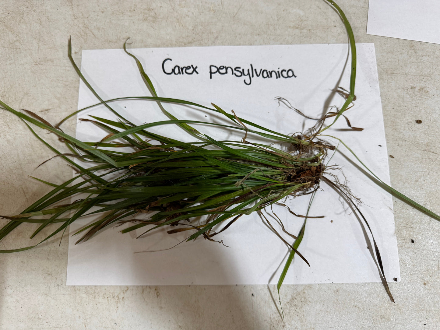 Grass specimen labeled 'Carex pensylvanica' on a white paper with a beige background