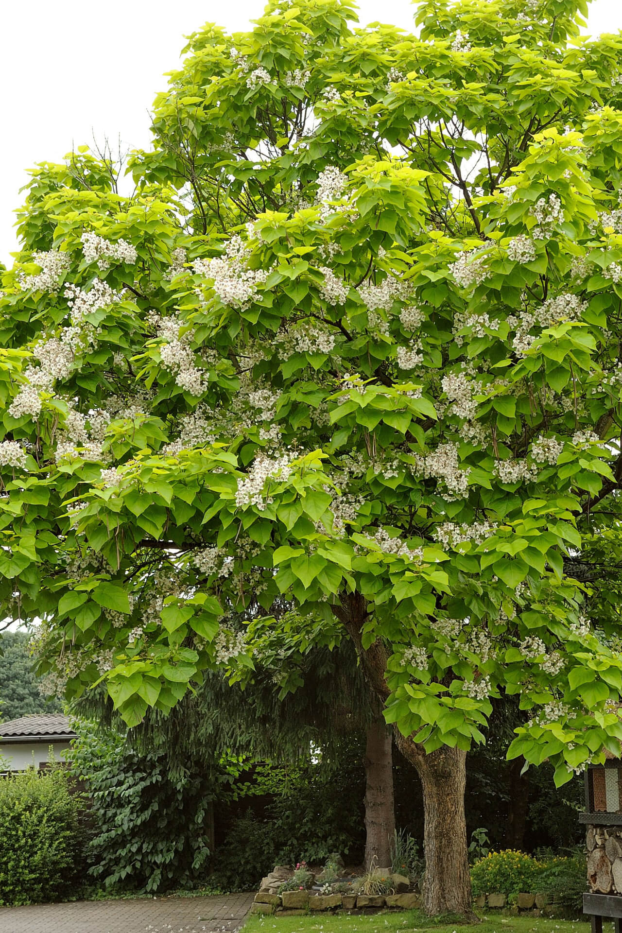 Catalpa tree with large heart shaped leaves TN Nursery