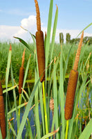 Cattail Plant By a Pond
