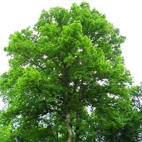 Chestnut Oak Tree In Landscaping