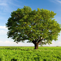 Chestnut Oak Tree In a Field