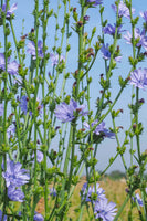 Chicory Plant's Stunning Blue Flowers