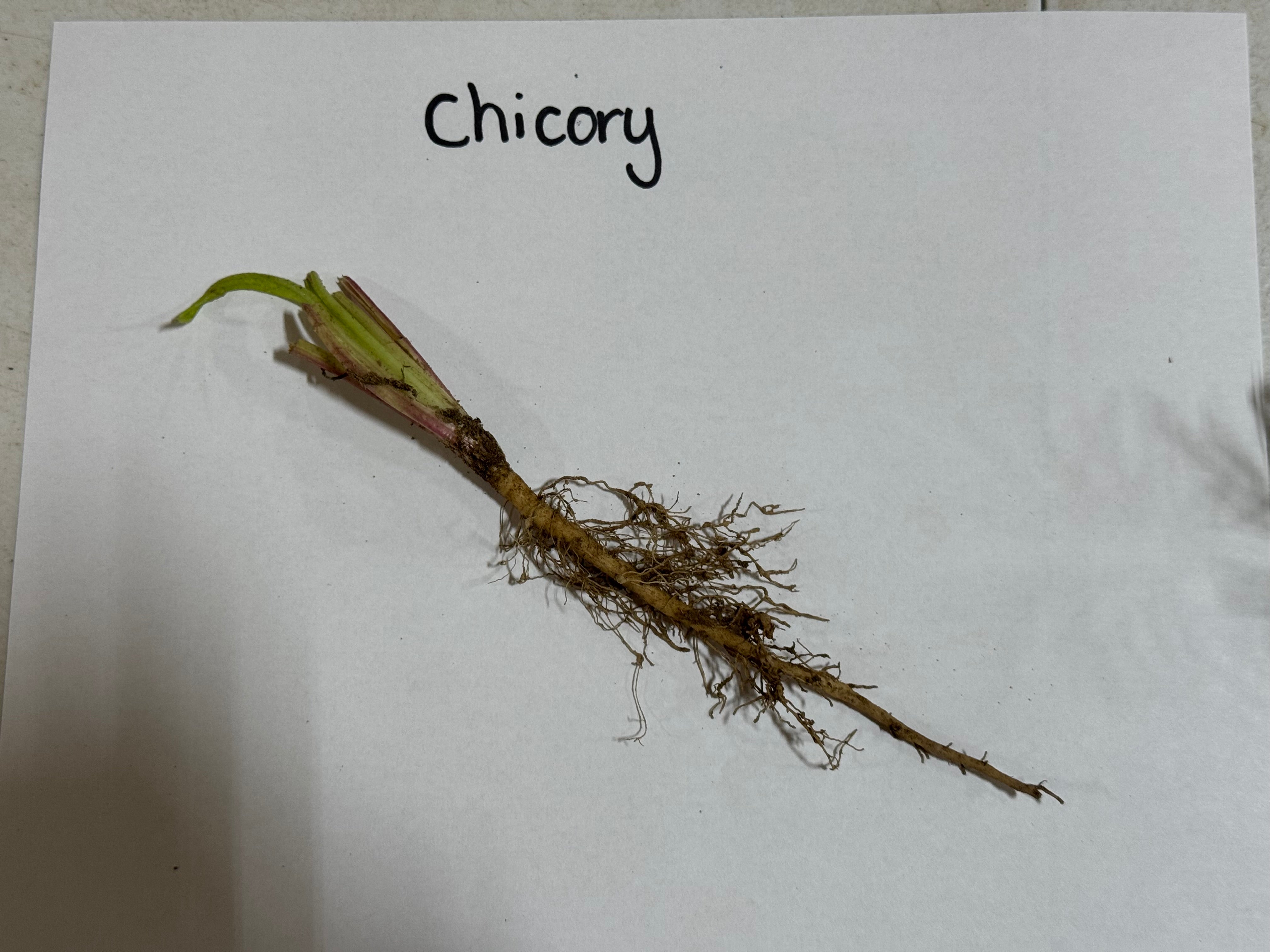 Chicory root on a white background with 'Chicory' text