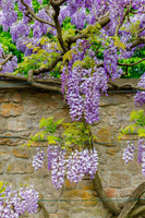 Wisteria Sinensis Flowering Vine