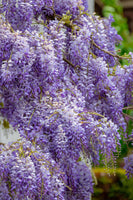 Wisteria Sinensis Flowering Plant