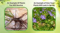 Perennial Before and After