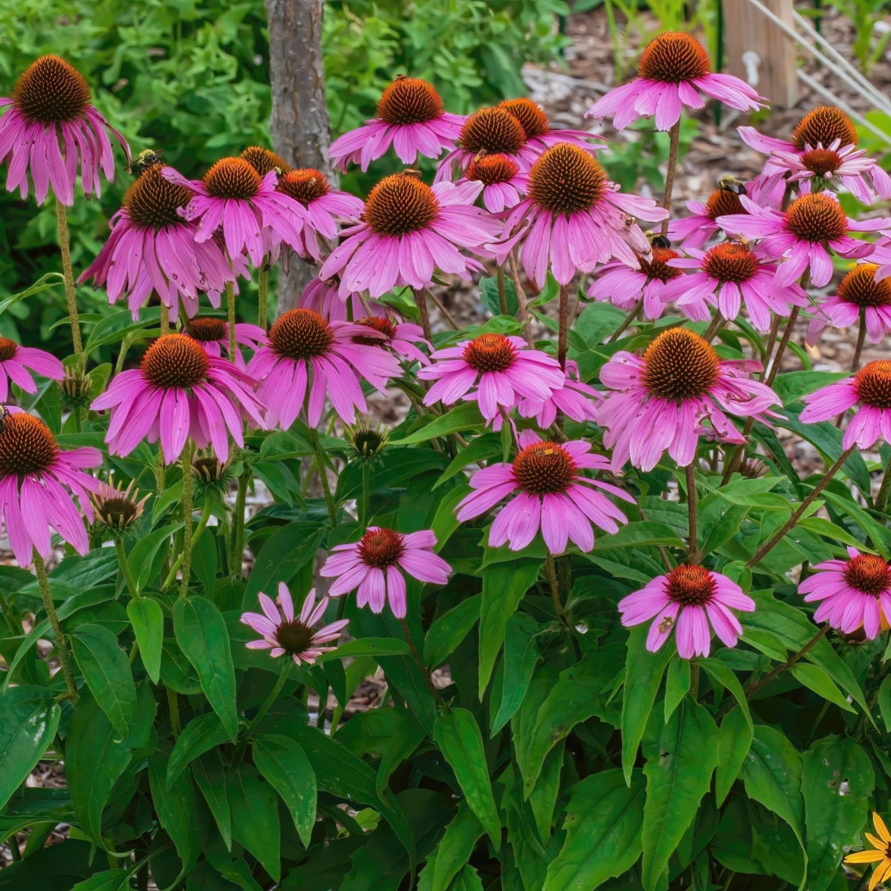 A group of pink coneflowers (Echinacea) with brown centers, bloomig in a garden setting.