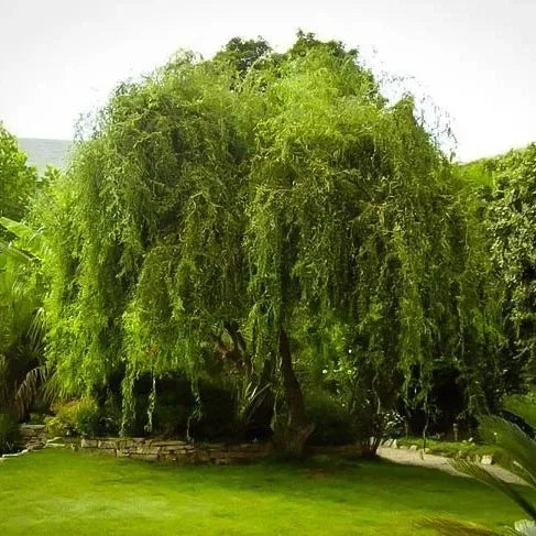 Corkscrew Willow Tall Healthy Tree