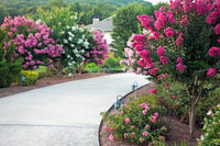 Crepe Myrtle