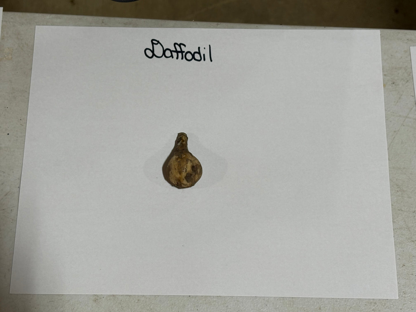 Daffodil bulb on a white sheet of paper with 'Daffodil' written above it.