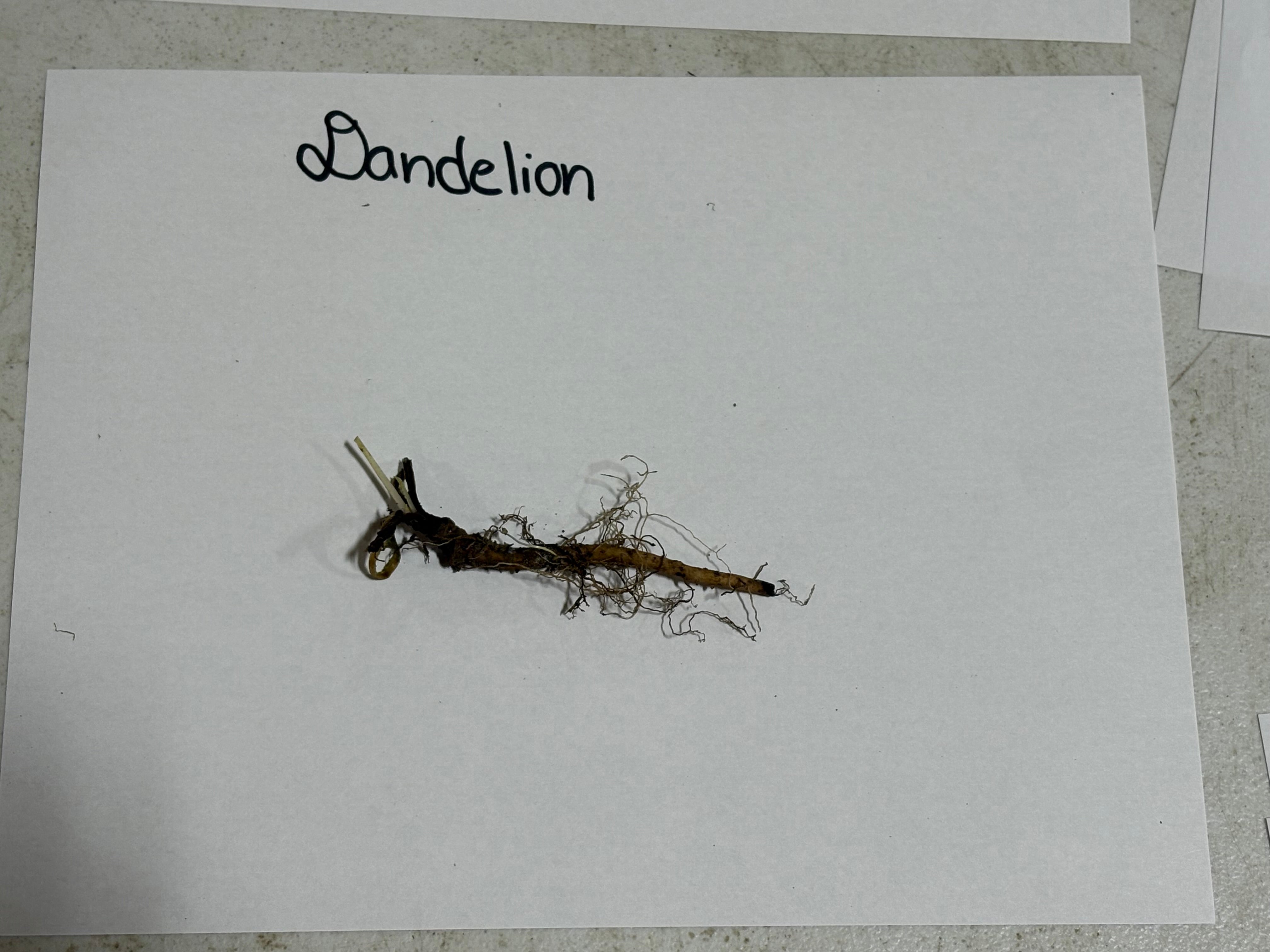 Dandelion root on a white paper with 'Dandelion' written above it.