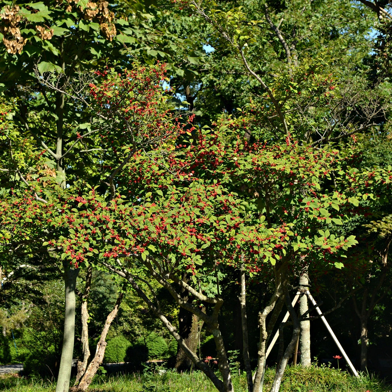 Deciduous Holly with red berries in a forest setting