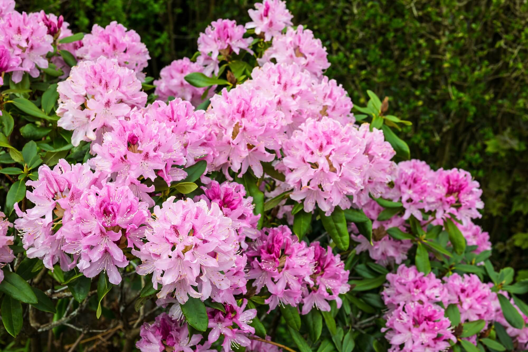 Pink Perennial flowers with green leaves against a blurred natural background
