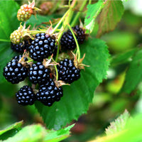 Dewberry Plant Fruiting Ground Cover