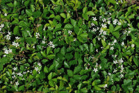 Dewberry Plant Amazing Perennial Ground Cover