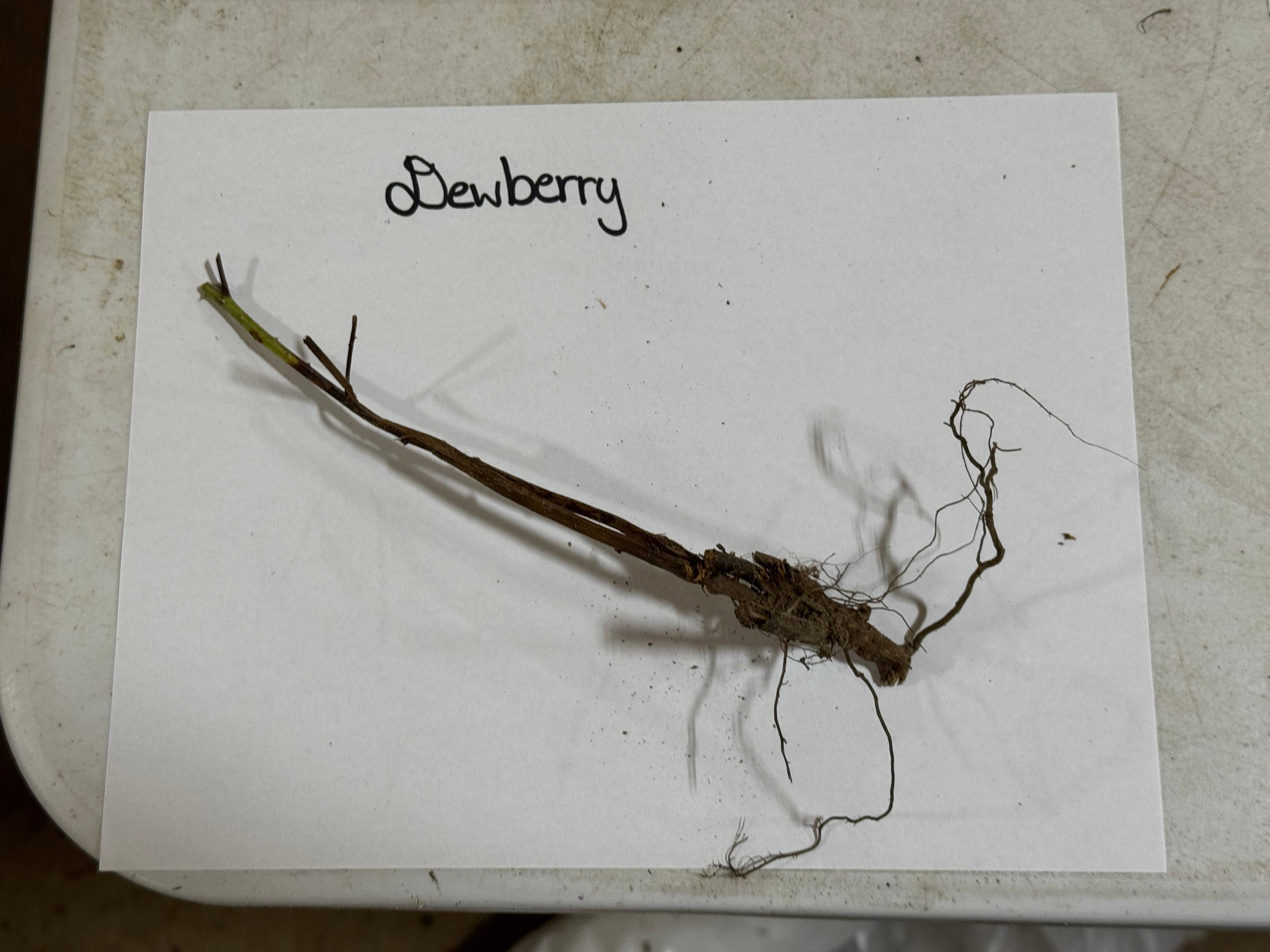 Dewberry on a white paper with 'Dewberry' written above it, on a beige surface.