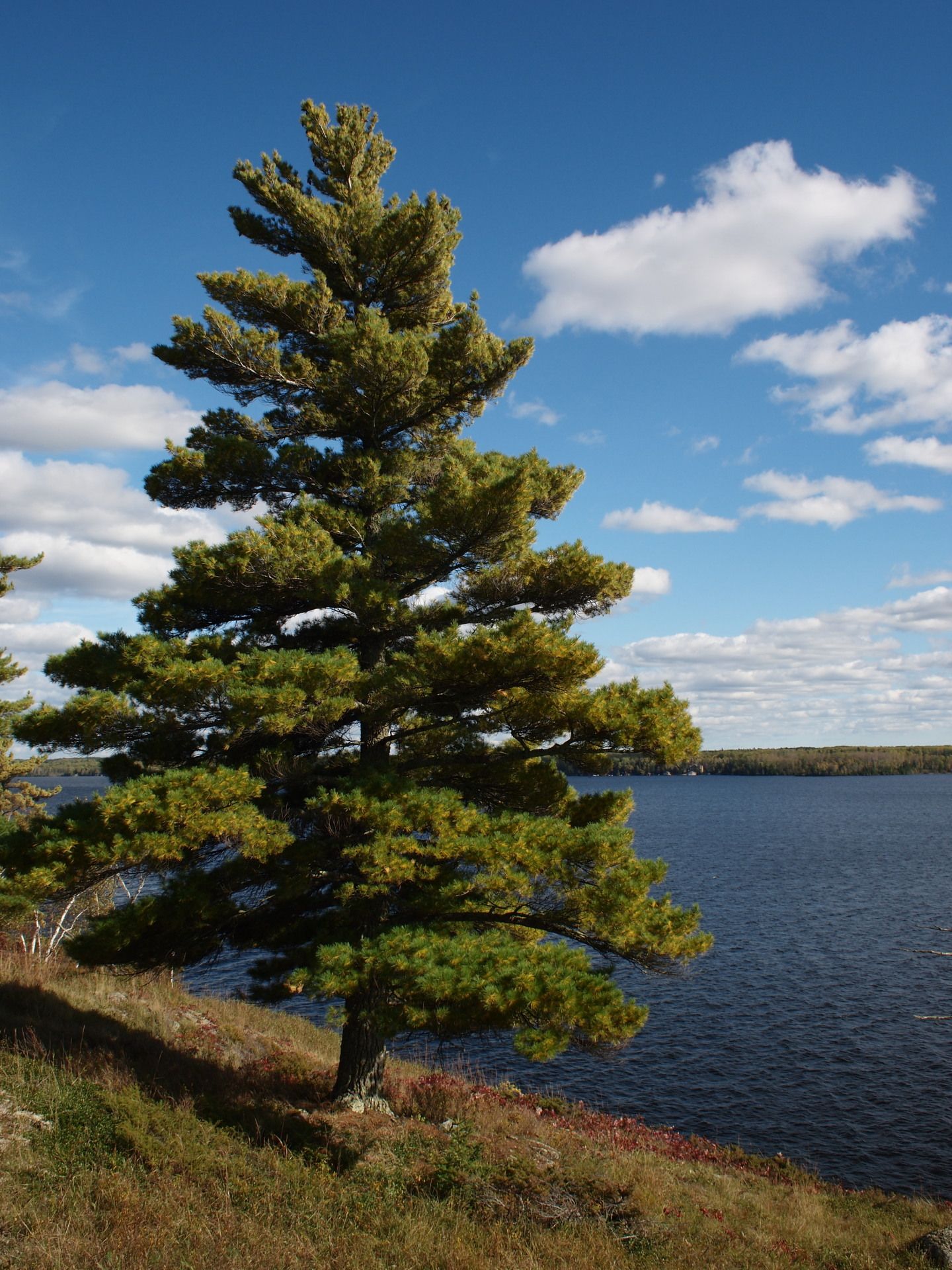 White Pine Tree