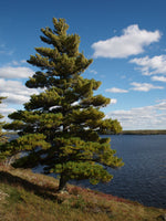 White Pine Tree