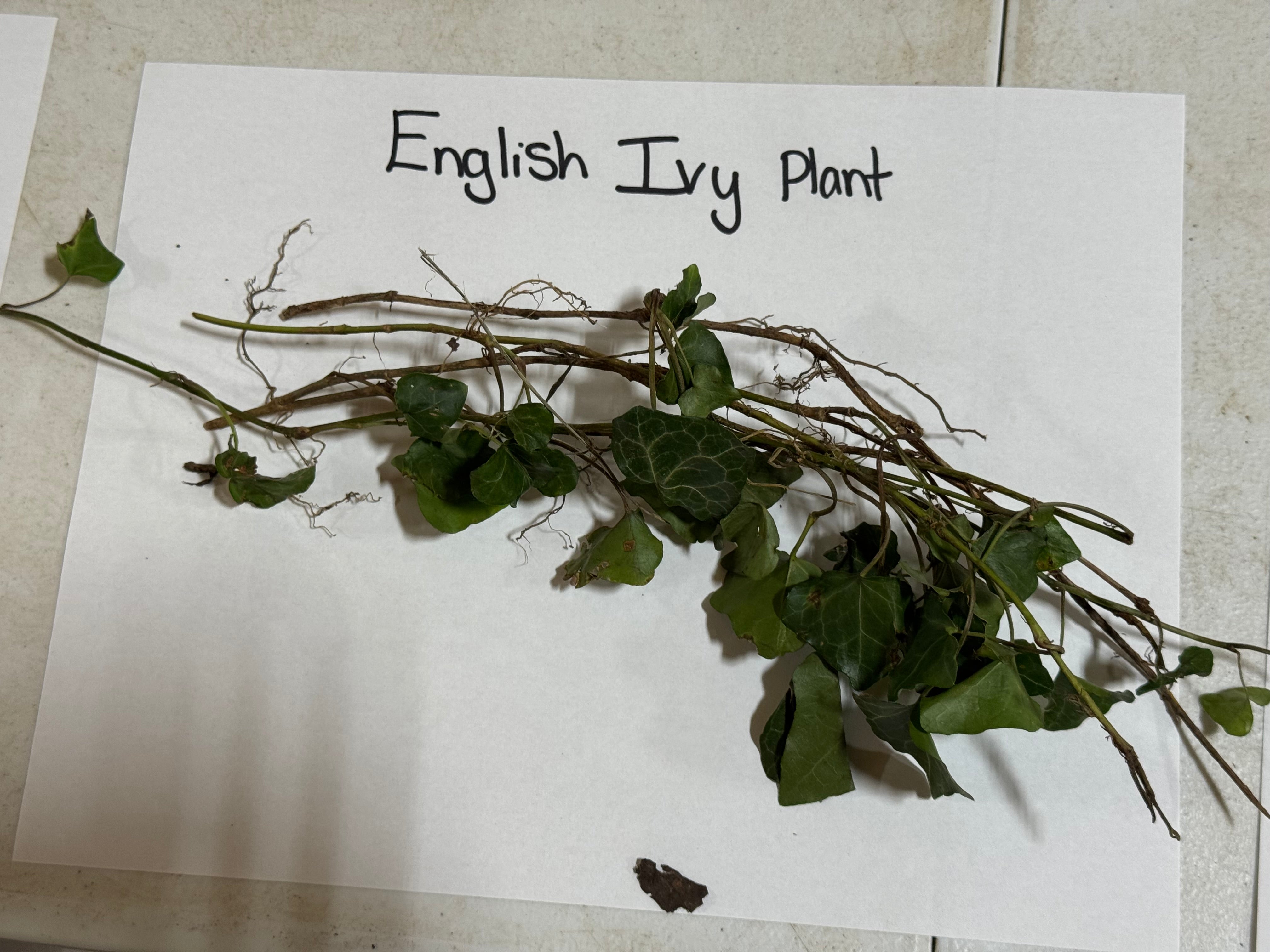 English Ivy plant on a white sheet of paper with 'English Ivy Plant' text.